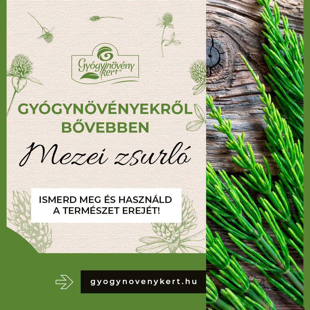 Mezei zsurló (Equisetum arvense) 