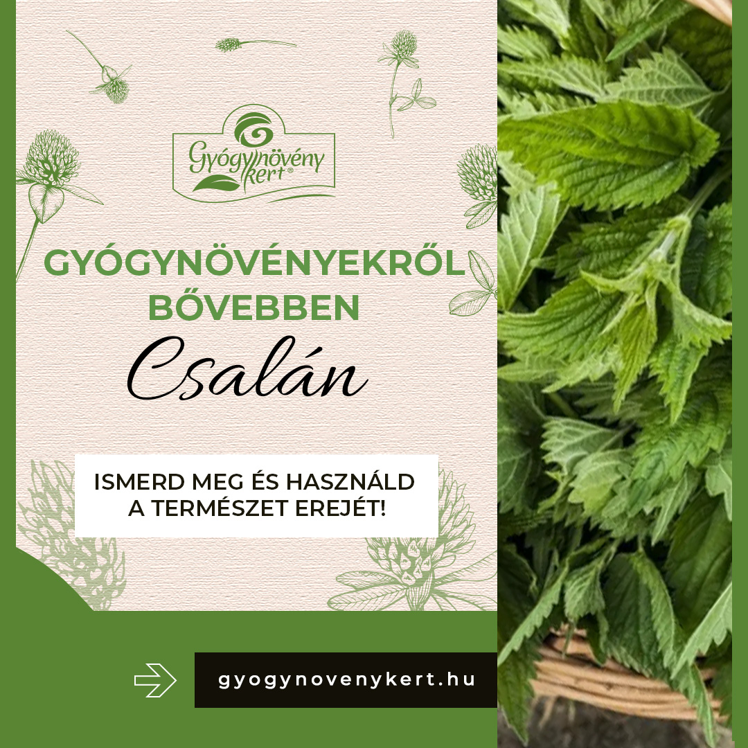 Csalán (Urtica dioica)