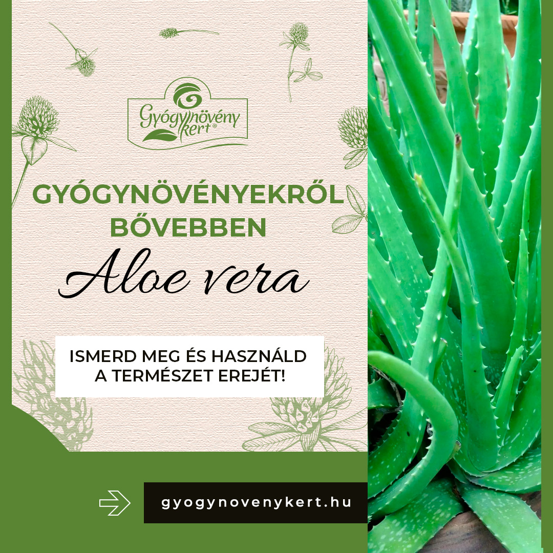 Aloe vera (Aloe barbadensis)